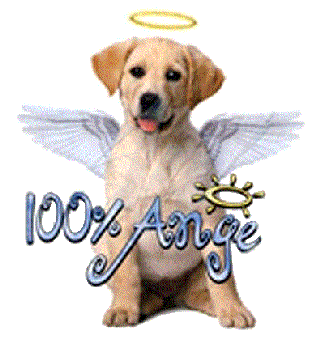 100_pour_100_ange_le_chien_guide_d_aveugle
