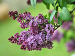 lilas2