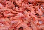 crevettes2_jpg