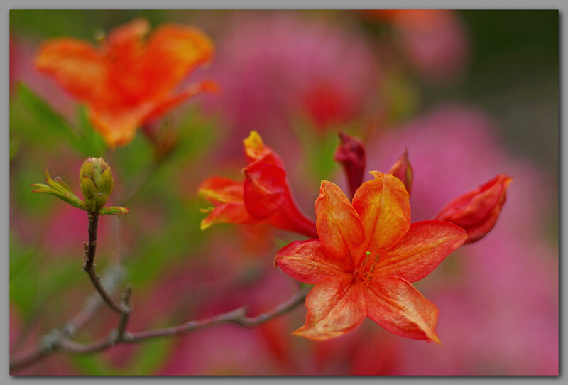 Rhododendron_AZC_Saturnus__planar