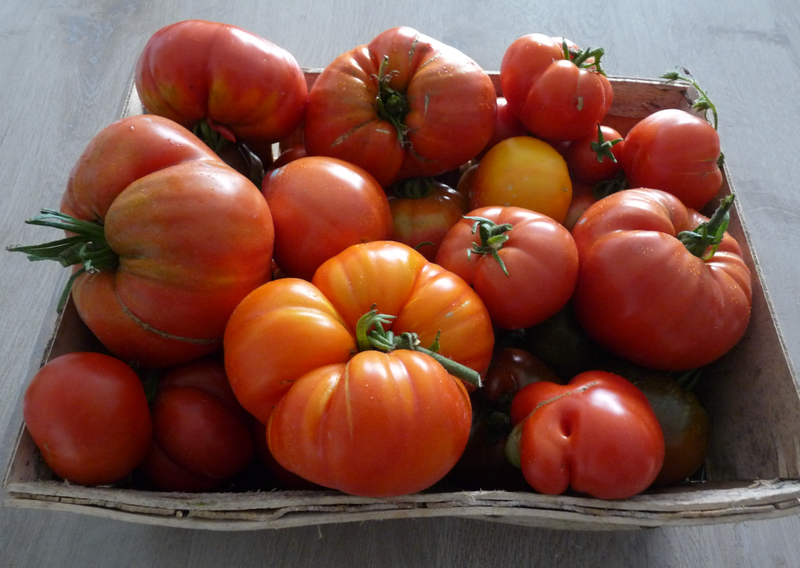 tomate - 1 (4)
