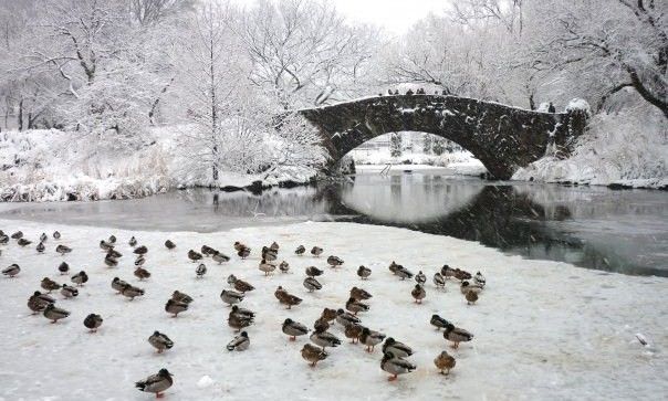 central_park_1_fev_10