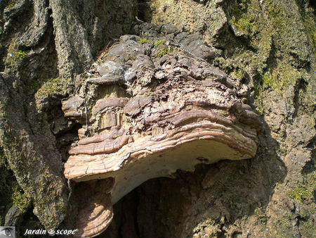 Polypore_aplani