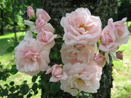 roses