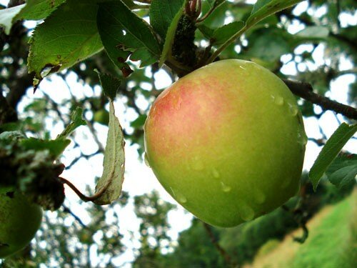 FREETREEFREEAPPLE08200757895TG