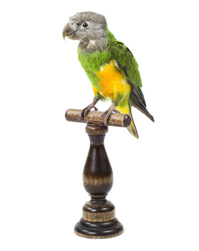 african grey parrots for sale in illinois african grey parrots for sale in illinois