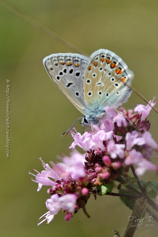Polyommatus icarus