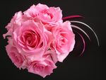 fillerose