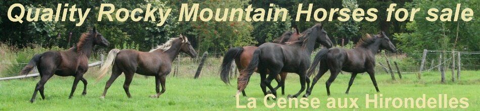 QUALITY ROCKY MOUNTAIN HORSES FOR SALE