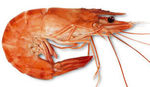gambas