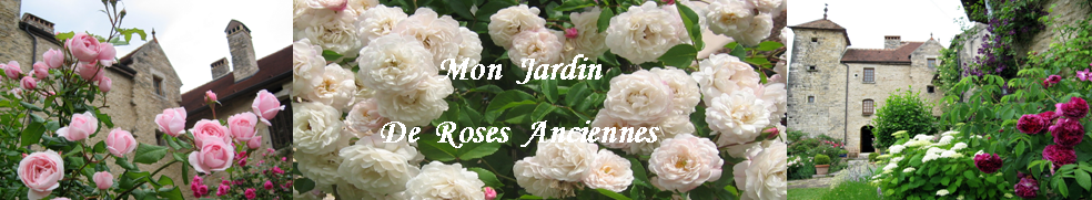 Mon jardin de roses anciennes