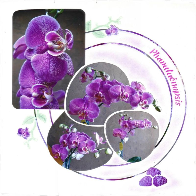 cercles fiskars Tous les messages sur cercles fiskars scrapmanou