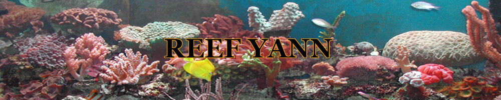 Yann Reef - Aquarium récifal