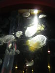 Seaquarium_m_duses_