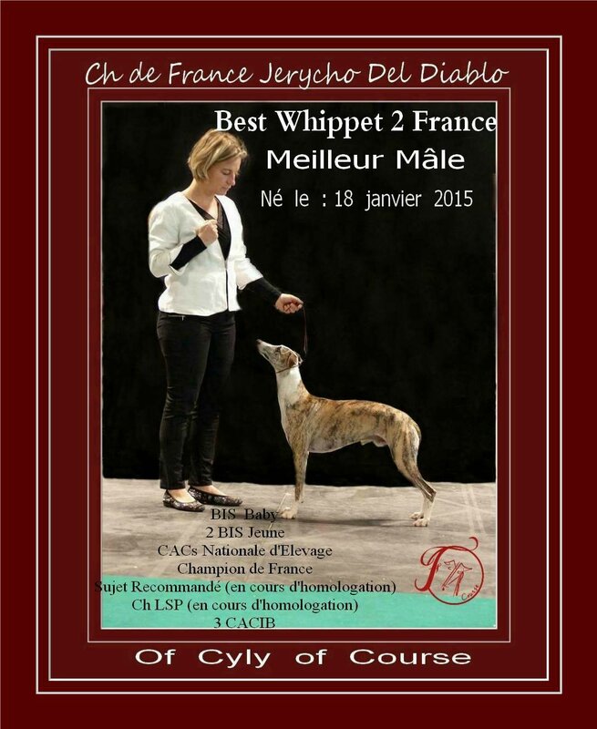 best whippet jerycho