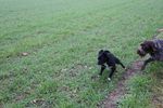 Ulysse (petit croisé) 71875671_p