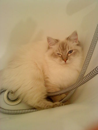 Ragdolls Divine Lyra - Page 8 46936568_p