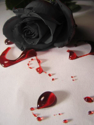 rose noir avec du sang