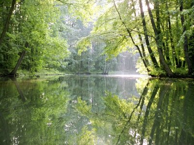 diane-miller-spreewald-canal-reflection-an-area-of-old-canals-in-woods