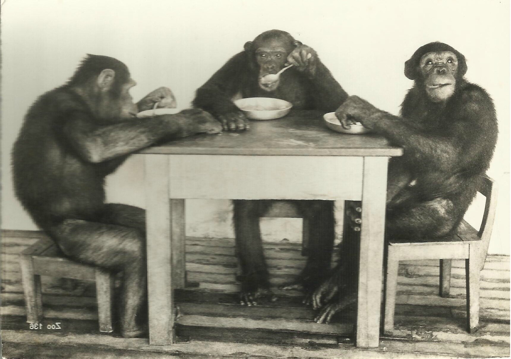 Chimpanzé, bonobo, gibbon… Qui sont ces grands singes ? : Femme