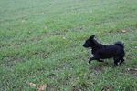 Ulysse (petit croisé) 71875746_p