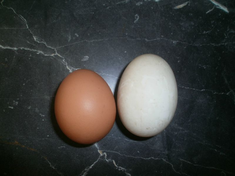 oeuf canard