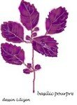 basilic_poupre