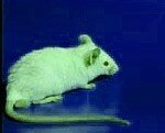 souris
