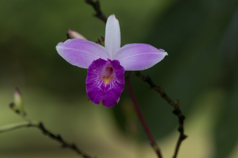 une orchidée arbustive