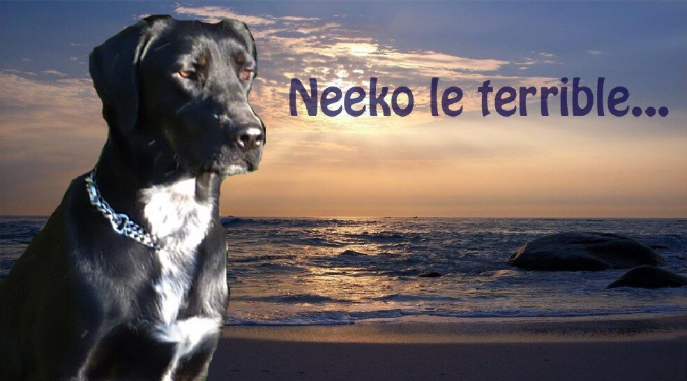 Neeko le terrible