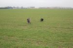 Ulysse (petit croisé) 71875661_p