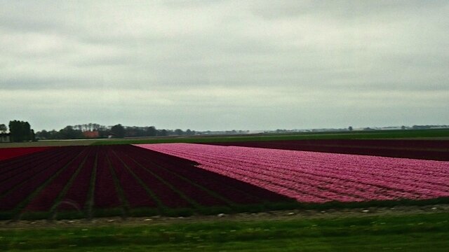 Champ de tulipes