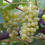 uva_blanca