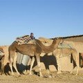 13_camels[1]