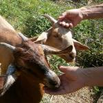 les chèvres anglo nubiennes des fromages du Petit Campsois - Camps la Source Var Paca
