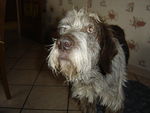 Fanny (Type Korthal) 31279236_p