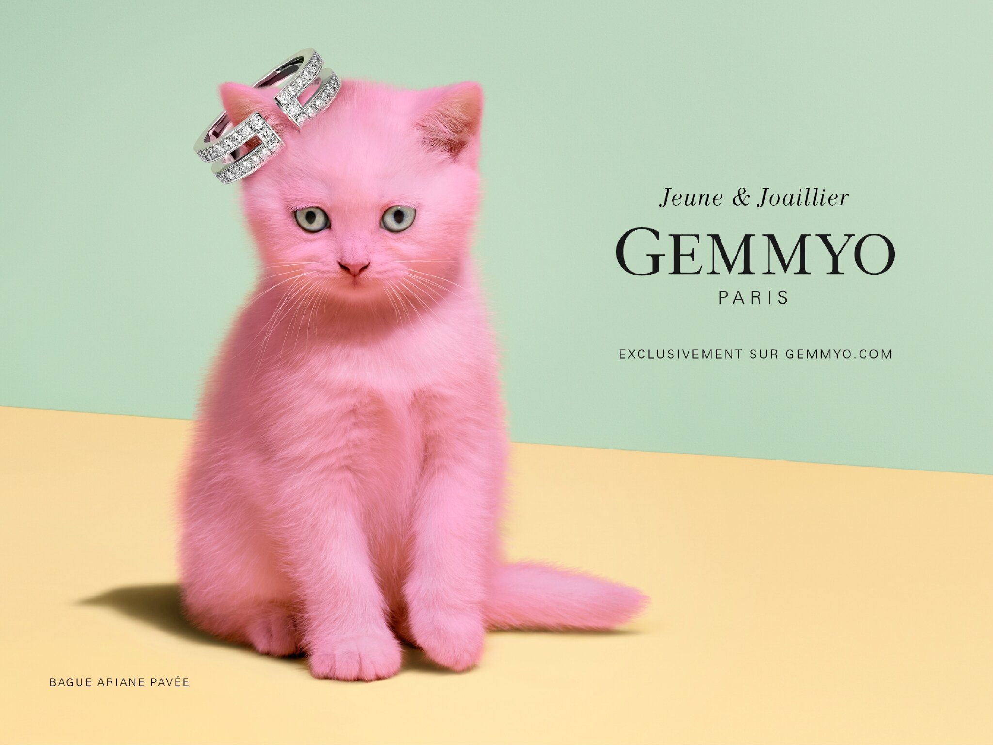 Petit chat OVERDRESSED