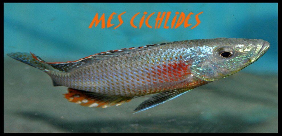 MES CICHLIDES