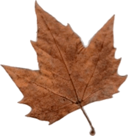 Feuille_de_platane