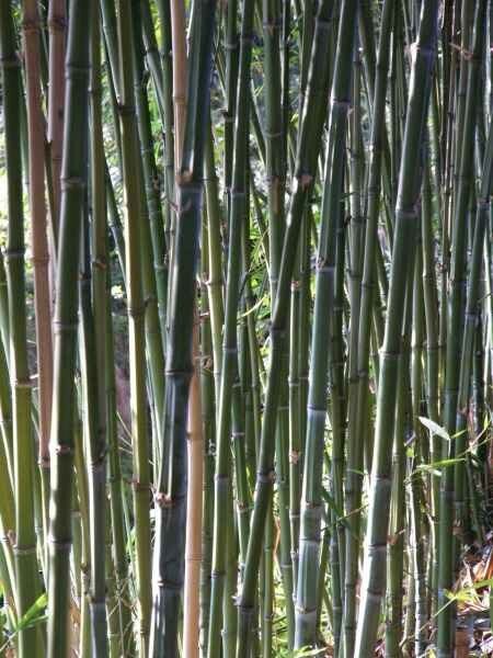 bambous2_22_08