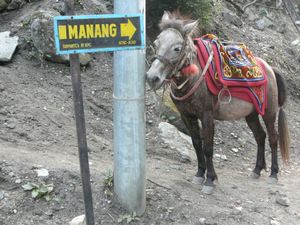 Trek Annapurna FZ1 - 0169