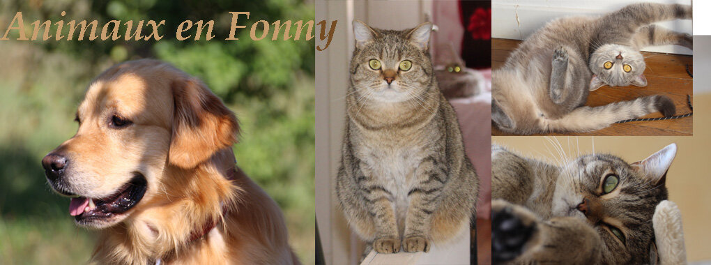 Animaux en Fonny