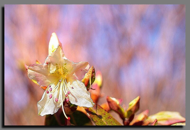 01_Rhododendron semis de Mary Fleming_01