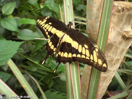 Papilio_thoas