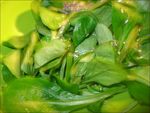 ensalada