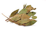 feuille_laurier