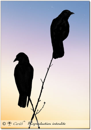 Ois_Crows_061739