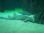 Seaquarium_requin___2_