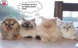 chats_et_chien_espion_1_
