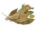 feuille_laurier